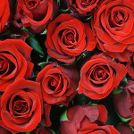 Valentine's Day Red Roses (Image Courtesy Of Wikipedia Commons)